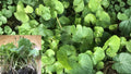 Gotu Kola 15 Live Bare Root Plants – Centella asiatica Pennywort