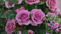 Veranda® Lavender Shrub Rose Live Plant 1 Quart – Rosa 'Veranda Lavender'