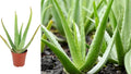 Aloe Vera Spotted Live Plant – 1 Plant, 6–10 Inches – Aloe vera var. chinensis