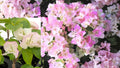 2 Imperial Thai Delight Bougainvillea Live Plants – 4–6" – No Pot