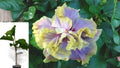 Hibiscus Cajun Color 'Gator Magic' Live Plant – 1.5–2 Inch Cell