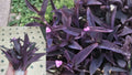 6 Purple Heart Tradescantia Unrooted Cuttings – 6 Inch – Live Plants