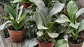 Staghorn Fern Live Plant – 3 Inch Pot – Platycerium bifurcatum