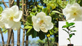 1 Southern Magnolia Live Plant – 2” Pot – Magnolia grandiflora