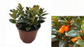 Black Goldfish Plant Live Houseplant in 4 Inch Nursery Pot – Nematanthus gregarius