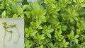 Japanese Spurge Pachysandra 75 Bare Root Plants – Evergreen Ground Cover