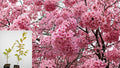 Red Azalea Live Plant 10" Tall in 3" Pot – Azalea indica 'Alaska' Evergreen Shrub
