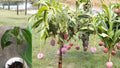 Mango Live Fruit Tree 6–9" Tall in Pot – Seedling Tropical Plant – Mangifera indica
