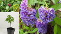 Amethyst Falls Wisteria Live Plant – 1 Plant – Approx. 5 Inch Vine