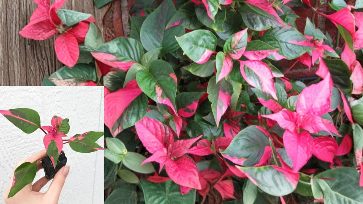 2 Alternanthera ‘Party Time’ Live Plants – 4–6 Inch – No Pot