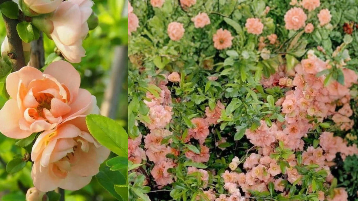 Cameo Flowering Quince Live Plant 3.5 Inch Pot – Chaenomeles
