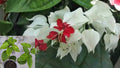 White Bleeding Heart Vine Live Plant – Potted – Clerodendrum thomsoniae
