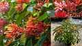 Mexican Firebush 2 Live Plants – 4–6 Inch Hamelia patens
