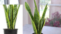 Laurentii Snake Plant Live Indoor Outdoor Plant – Dracaena trifasciata