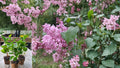 Edward J. Gardner Pink Lilac Starter Plant (1 Live Plant) – Syringa vulgaris 'Edward J. Gardner'
