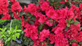 Red Ruffle Azalea Live Plant – 1 Quart – Rhododendron ‘Red Ruffle’