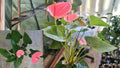 Pink Anthurium Live Plant in 4-Inch Pot – Rare Indoor Houseplant – Anthurium andraeanum