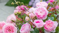 Heirloom Pink Rose Bush Live Plant – 1 Foot Bare Root Rose