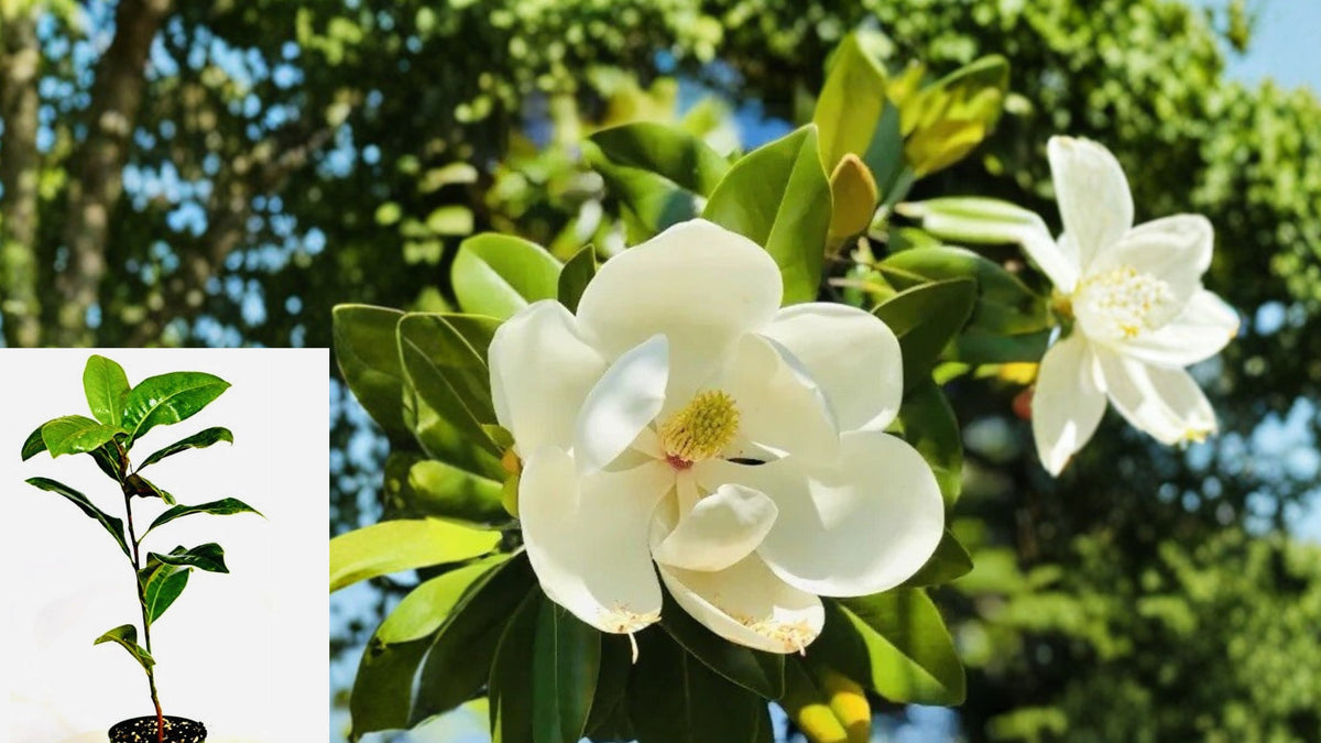Southern Magnolia Live Plant – 1 Plant – 2 Inch Pot – Magnolia grandiflora