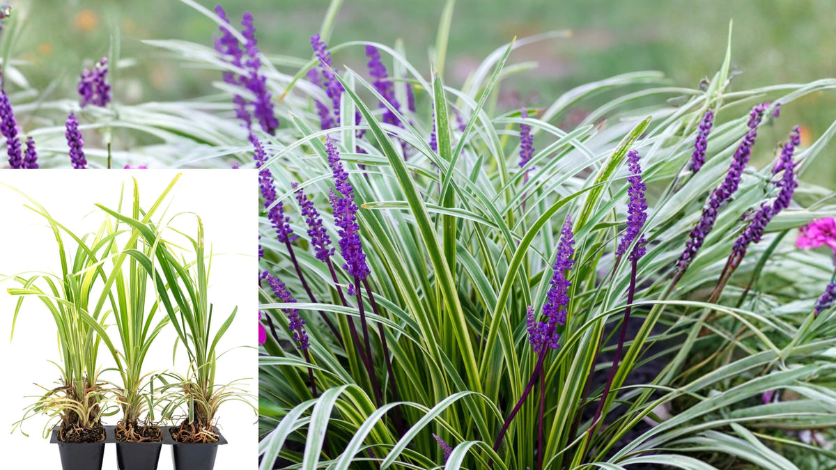 Aztec Grass 3 Live Plants – 2.5 Inch Cubes – Variegated Liriope