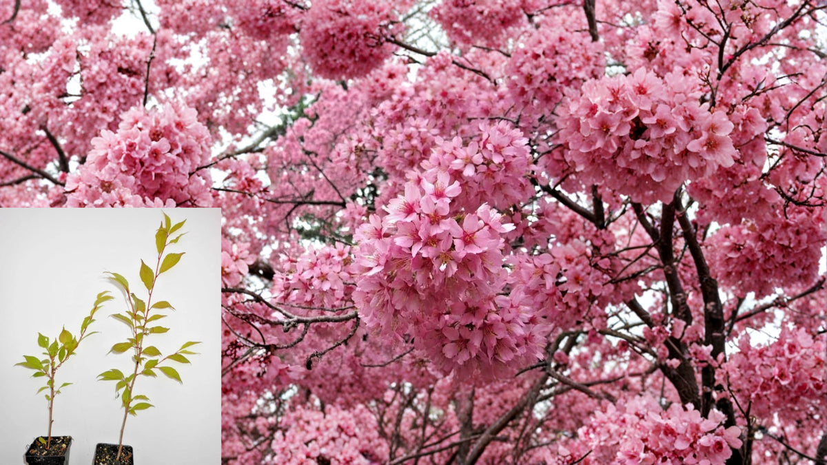 Okame Flowering Cherry Live Plant 6–12" Tall in 2.5" Pot – Pink Blooming Tree – Prunus × incam 'Okame'