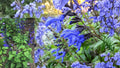 Salvia ‘Black and Blue’ Live Starter Plant – Blue Flowering Perennial