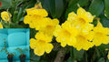 Yellow Crossvine Live Starter Plant – Bignonia Climbing Vine