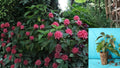 Pink Flamingo Brazilian Plume Live Plant – 1 Rooted Starter – Justicia carnea