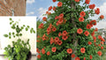 Flamenco Trumpet Vine Live Plant – Campsis radicans 'Flamenco'