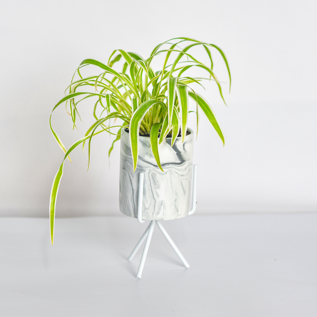 Spider Hardy Plant