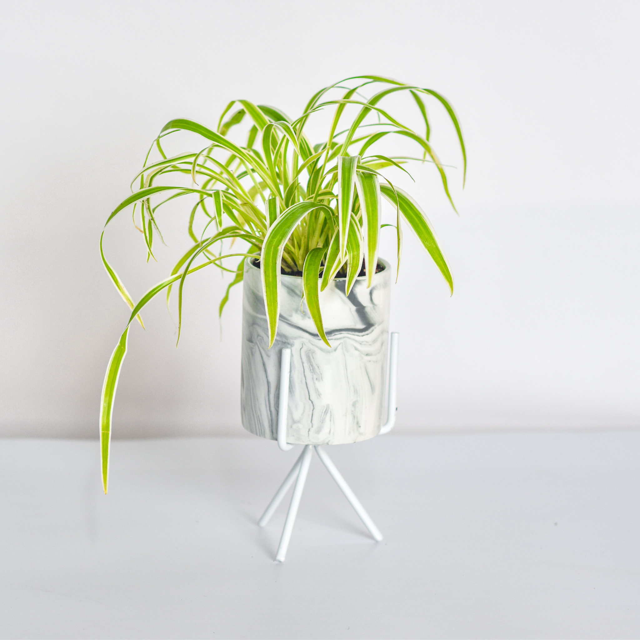 Spider Hardy Plant