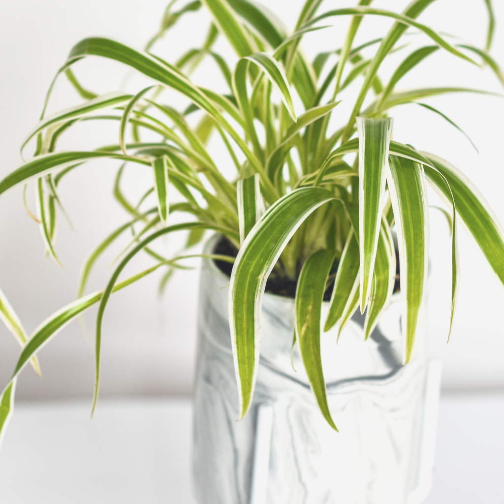 Spider Hardy Plant