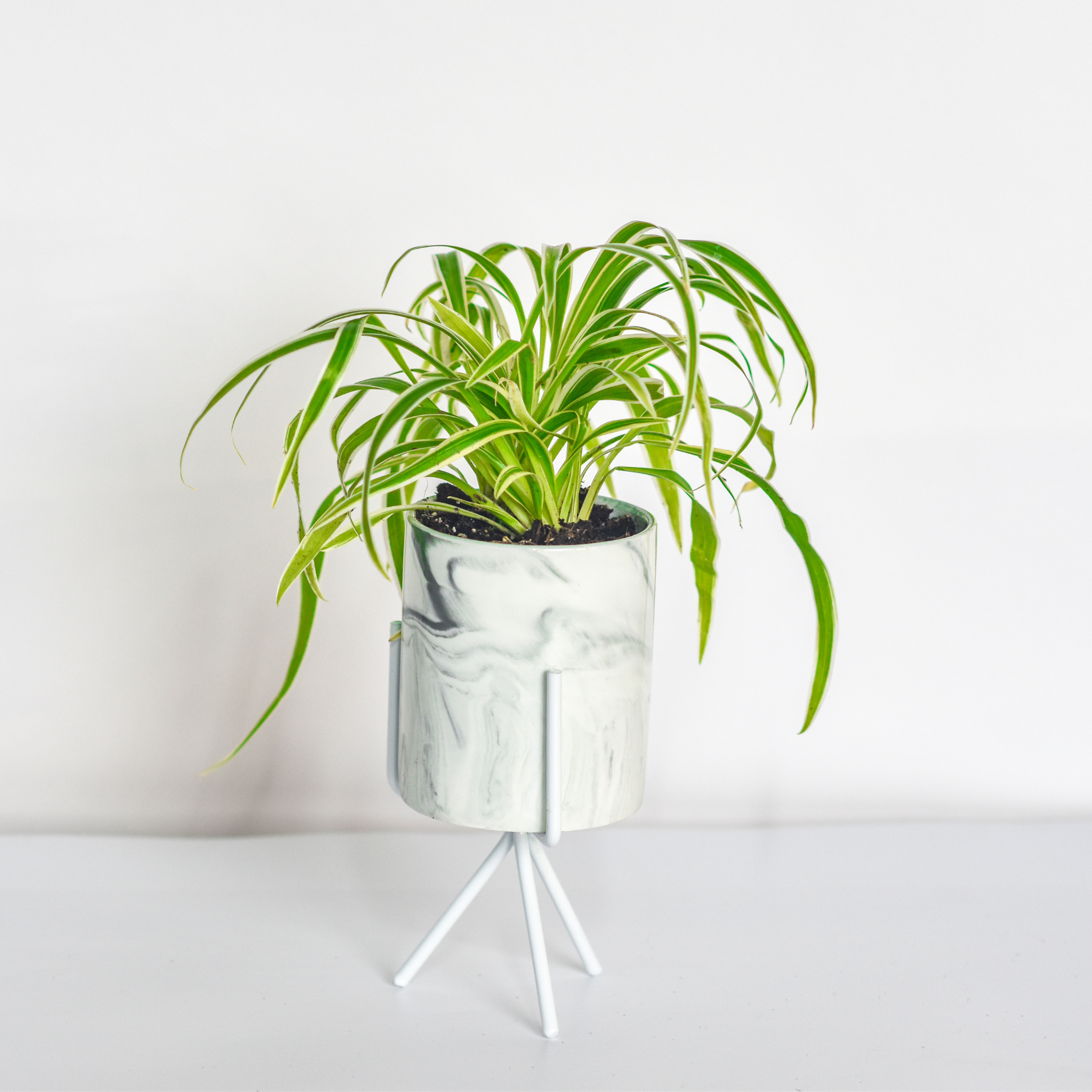 Spider Hardy Plant