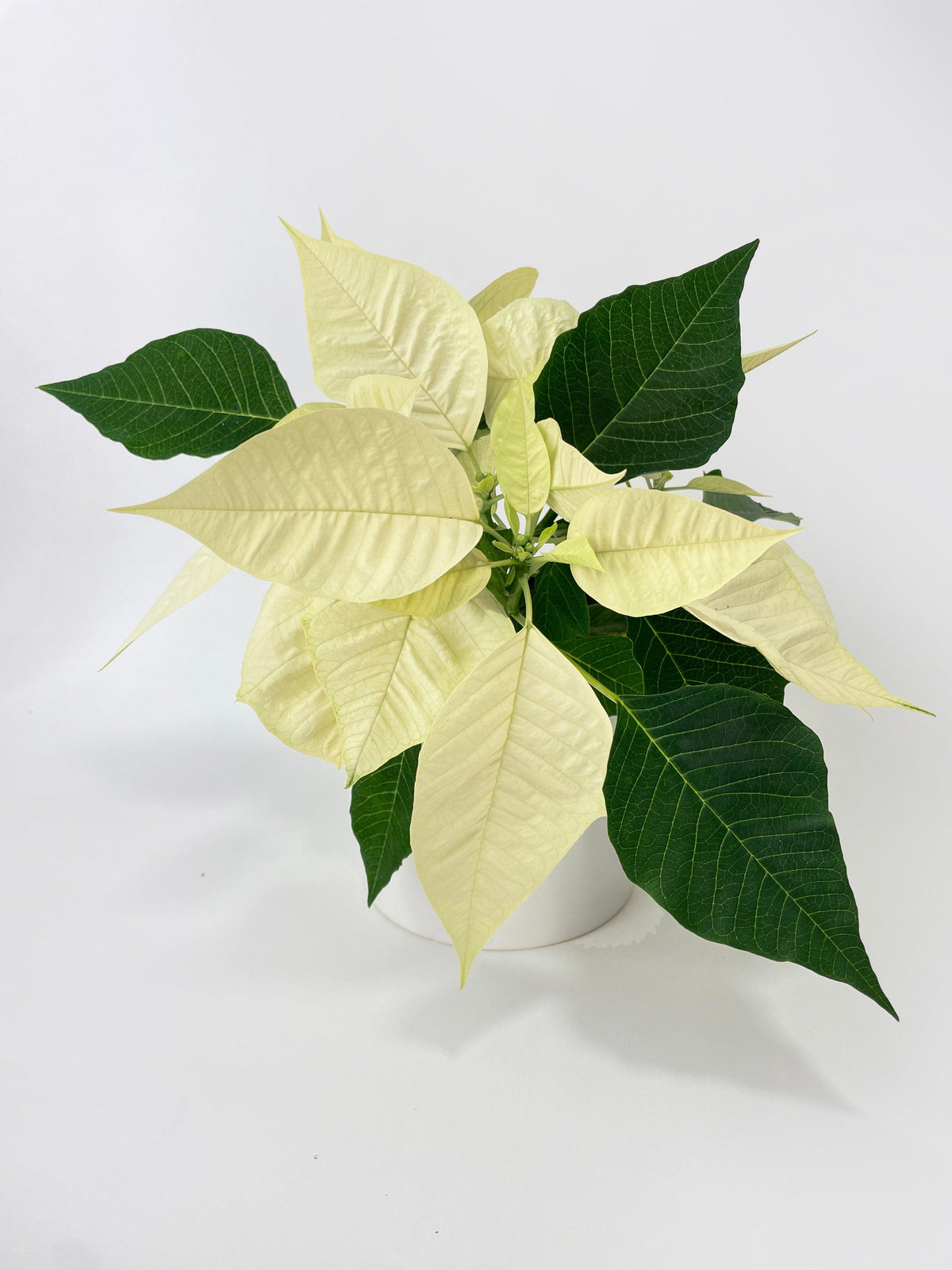 Poinsettia Christmas Plant - White