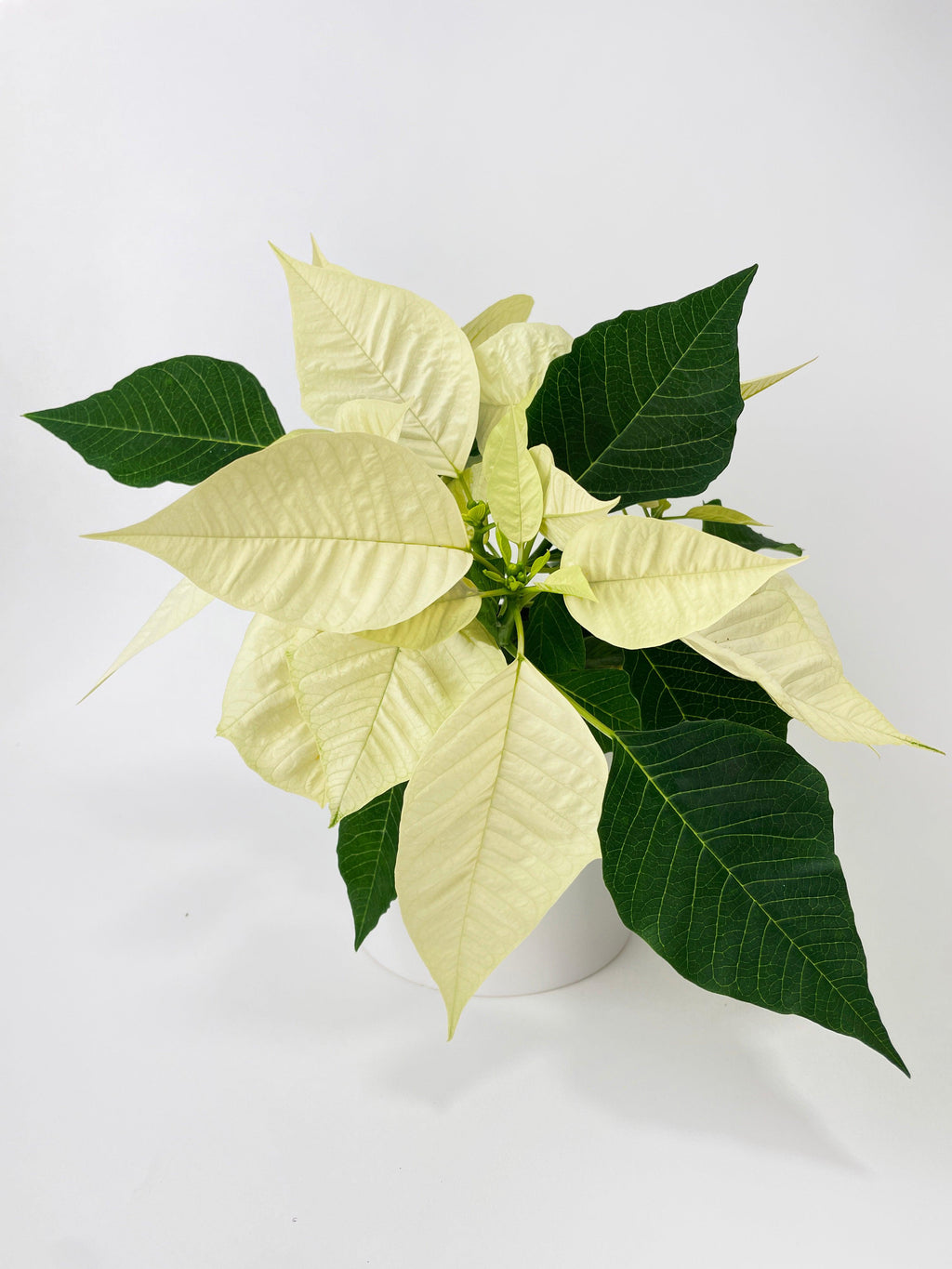 Poinsettia Christmas Plant - White
