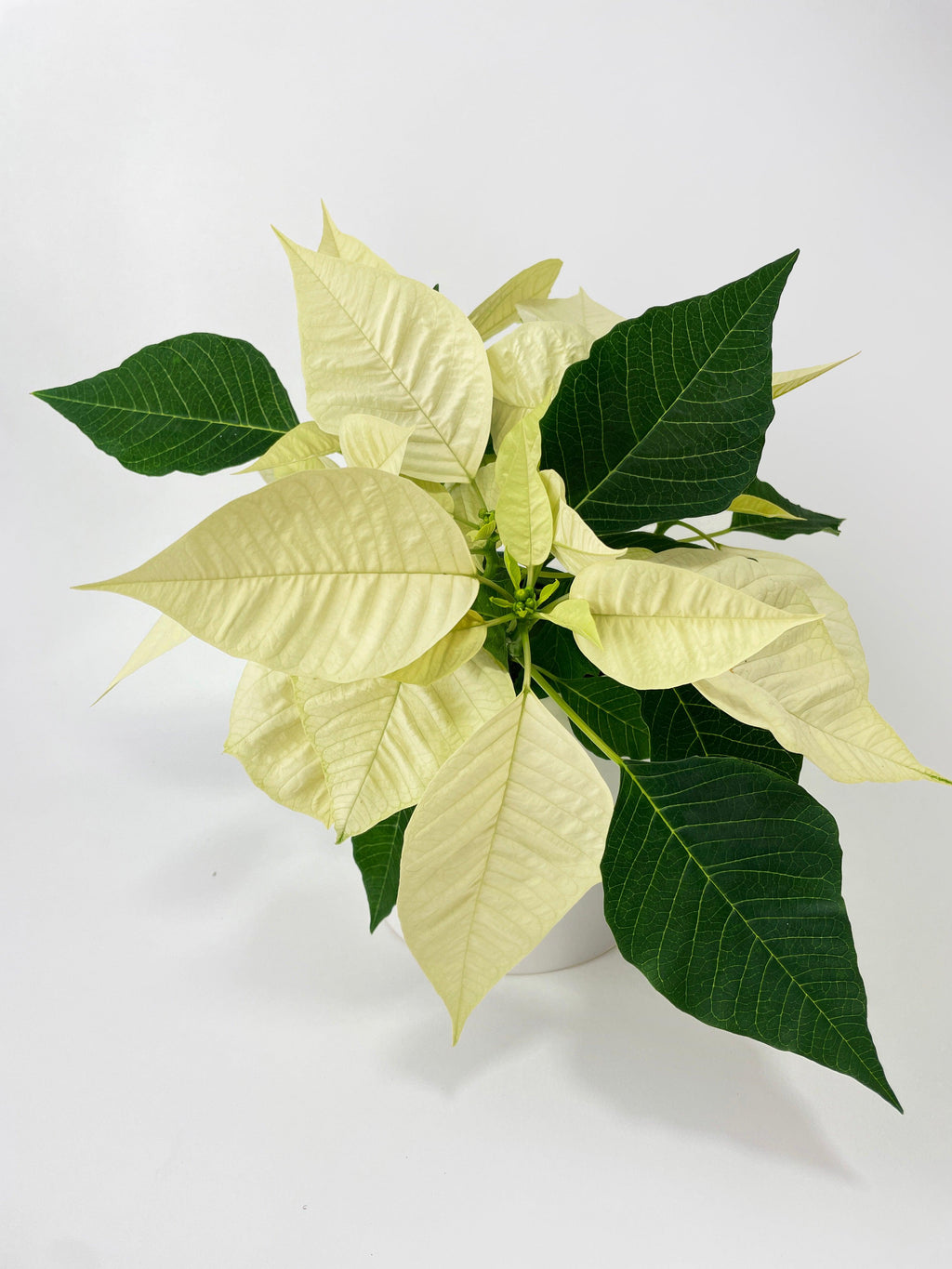 Poinsettia Christmas Plant - White
