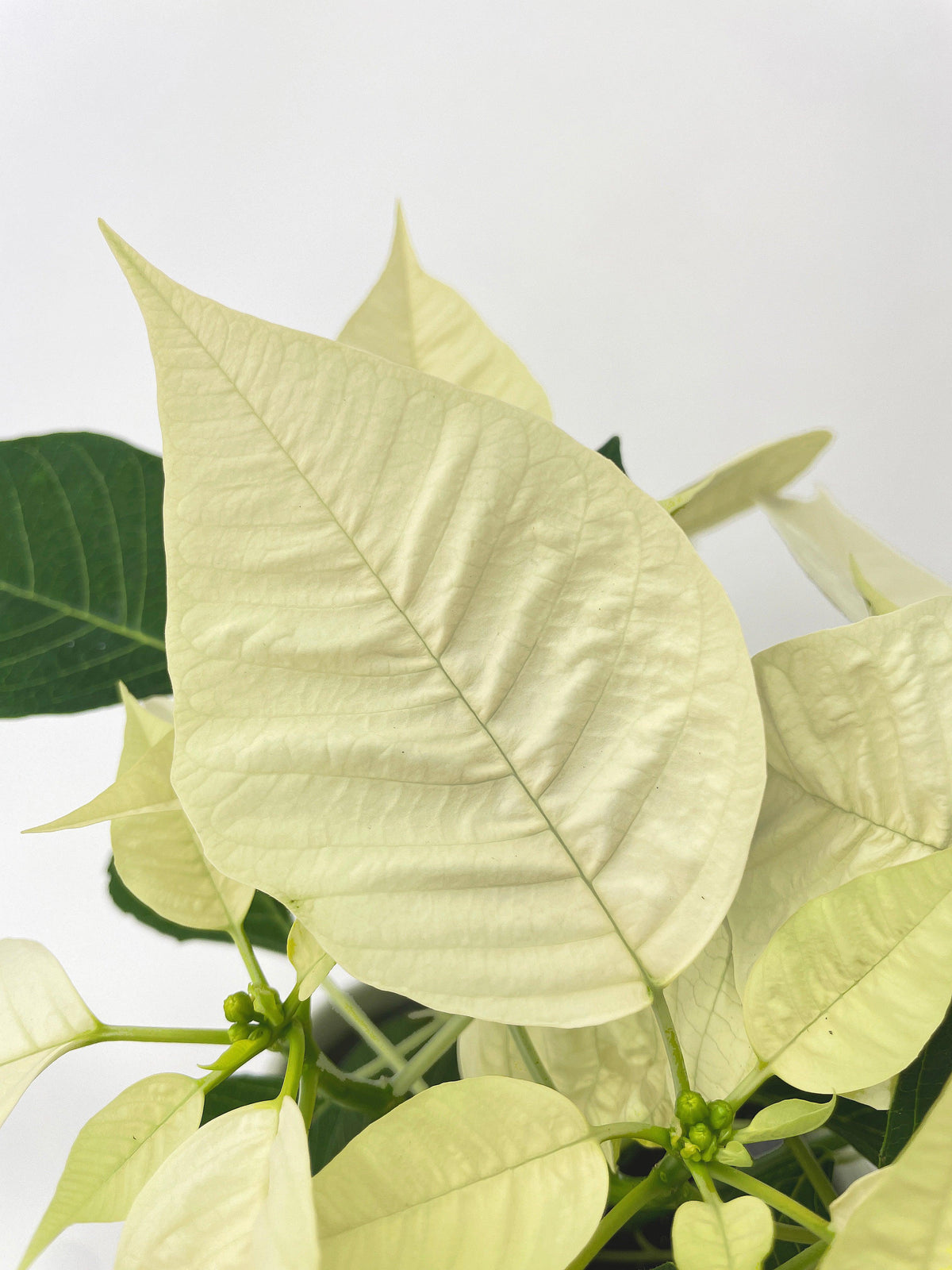 Poinsettia Christmas Plant