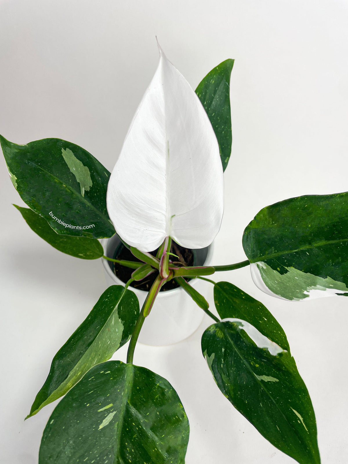 Philodendron White Princess