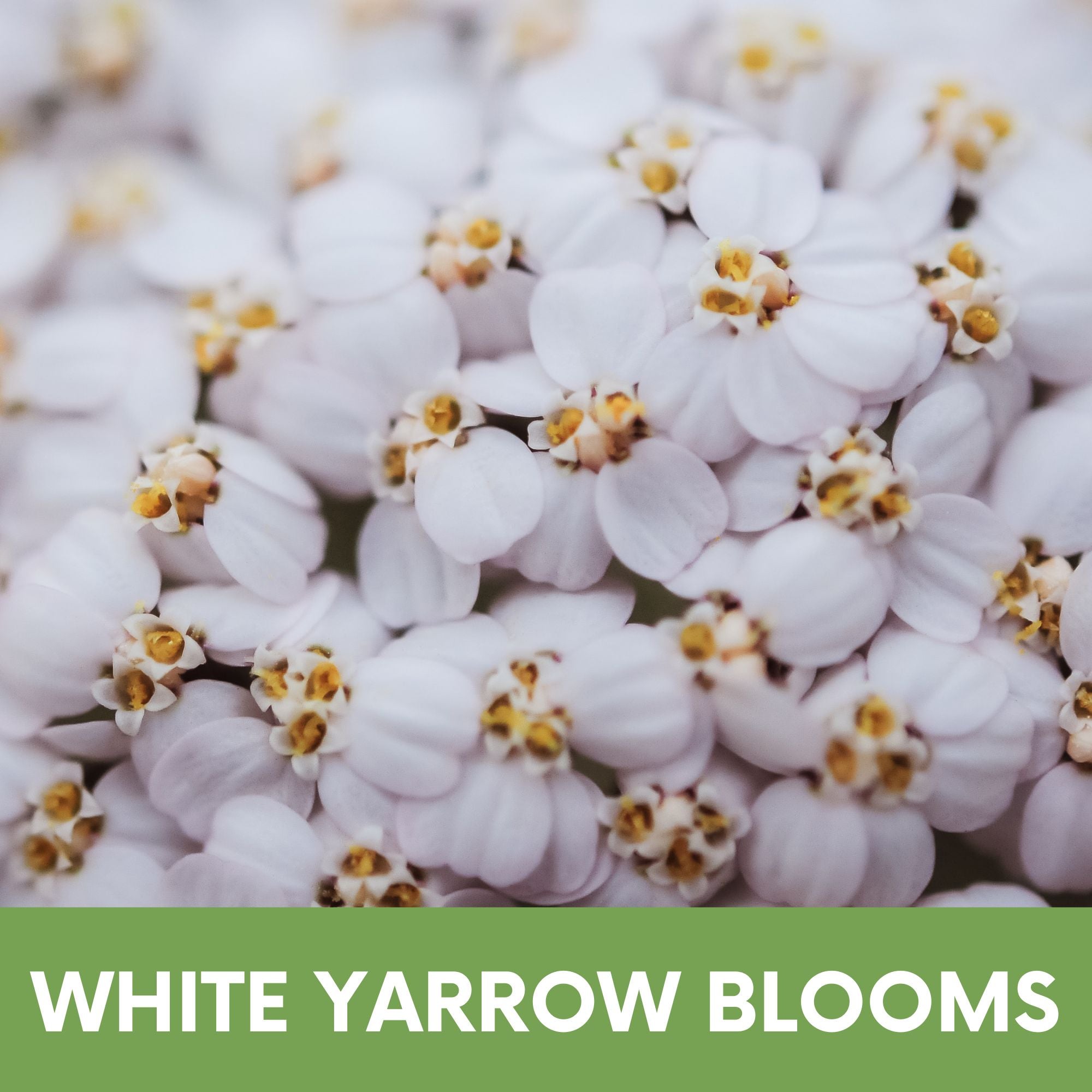 White Yarrow Seed Pouch