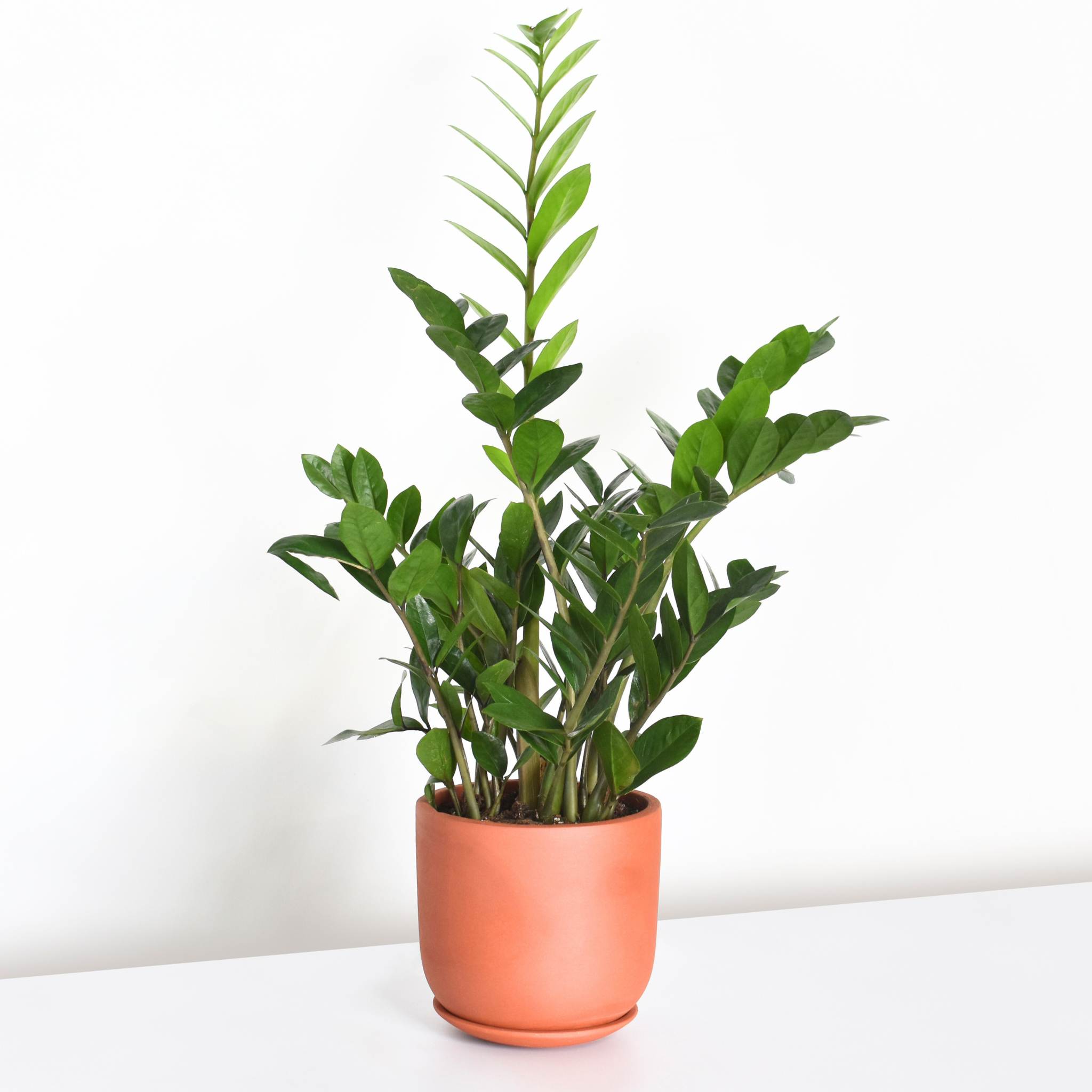 Whitney Round Terracotta Minimalist Planter - Empty