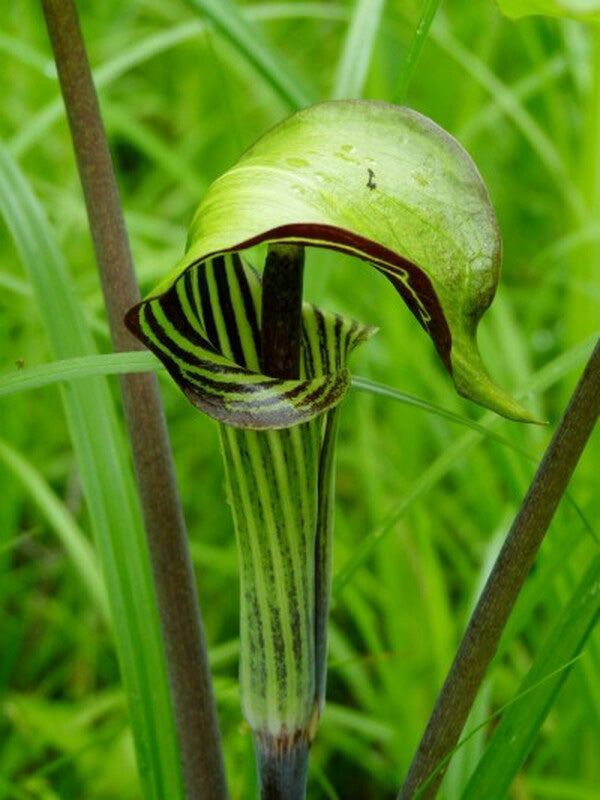 Jack-in-the-Pulpit - 5 Corms