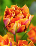 Willem van Oranje Double Early Tulip - 10 bulbs