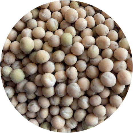 WyoWinter Pea