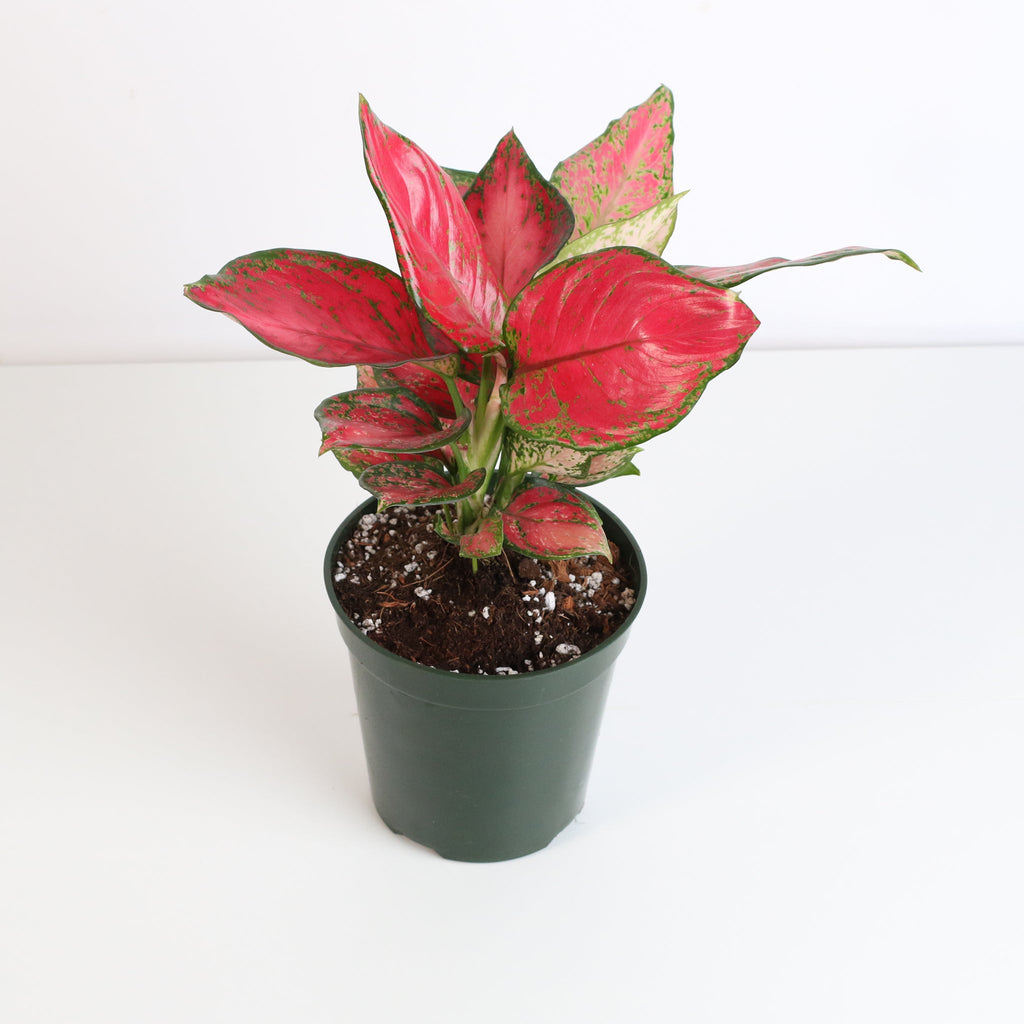 Aglaonema 'Wishes' Pink Plant