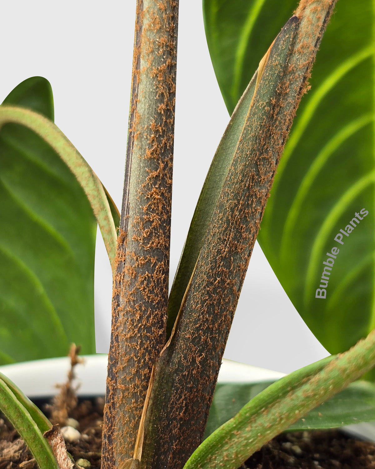 Xanthosoma 'Lendenii' Angel Wing