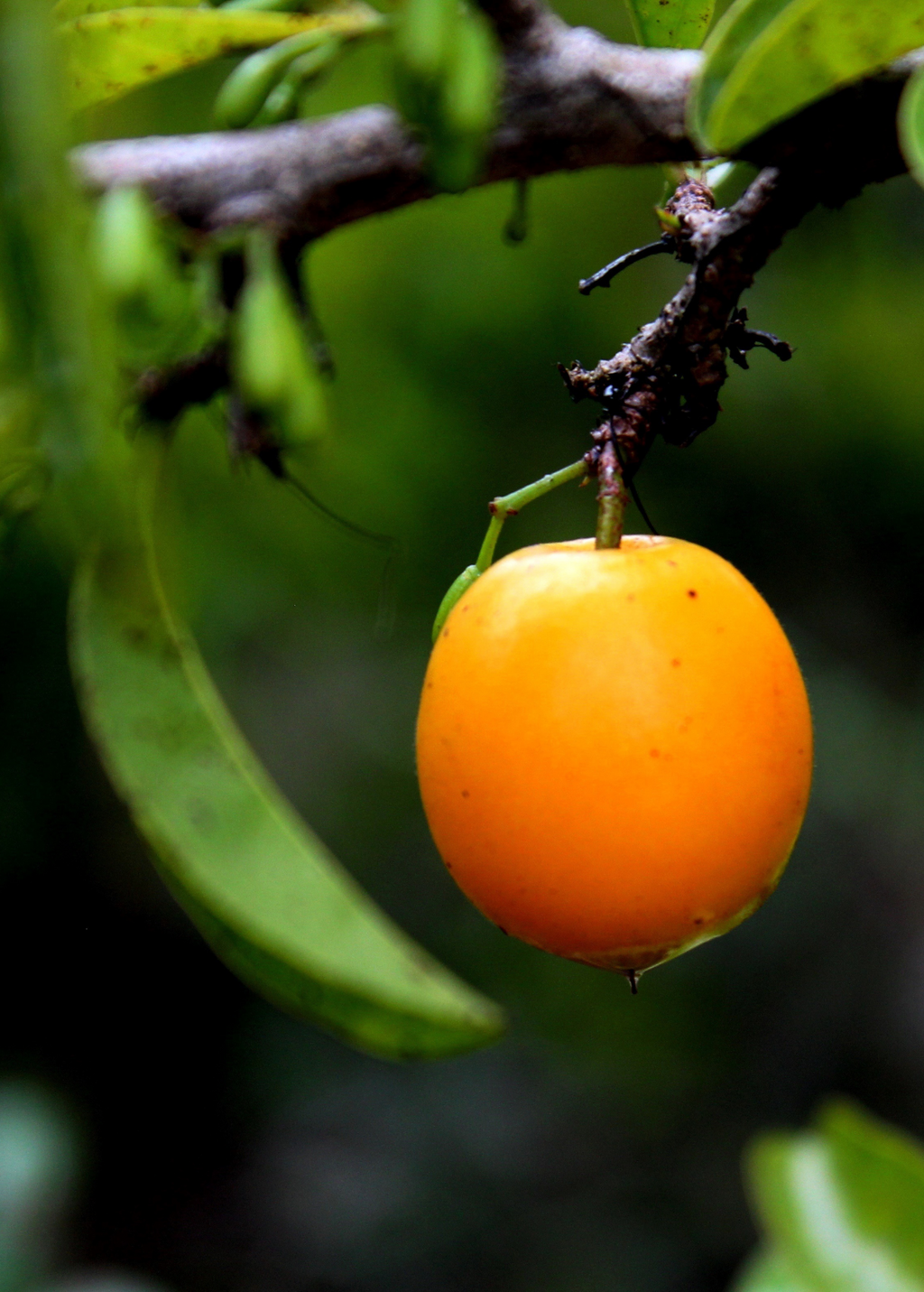 Ximenia Americana