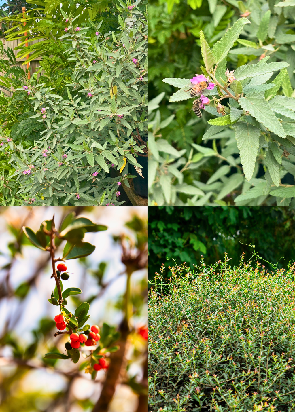 Native Bush Tea Florida Native Tea Duo: Yaupon Holly + Florida Native Tea Bush – Nate's ...