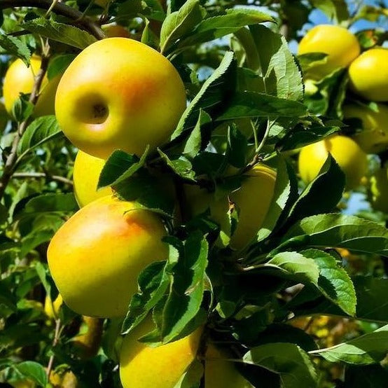 Apple Tree 'Yellow Delicious'