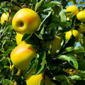 Apple Tree 'Yellow Delicious'