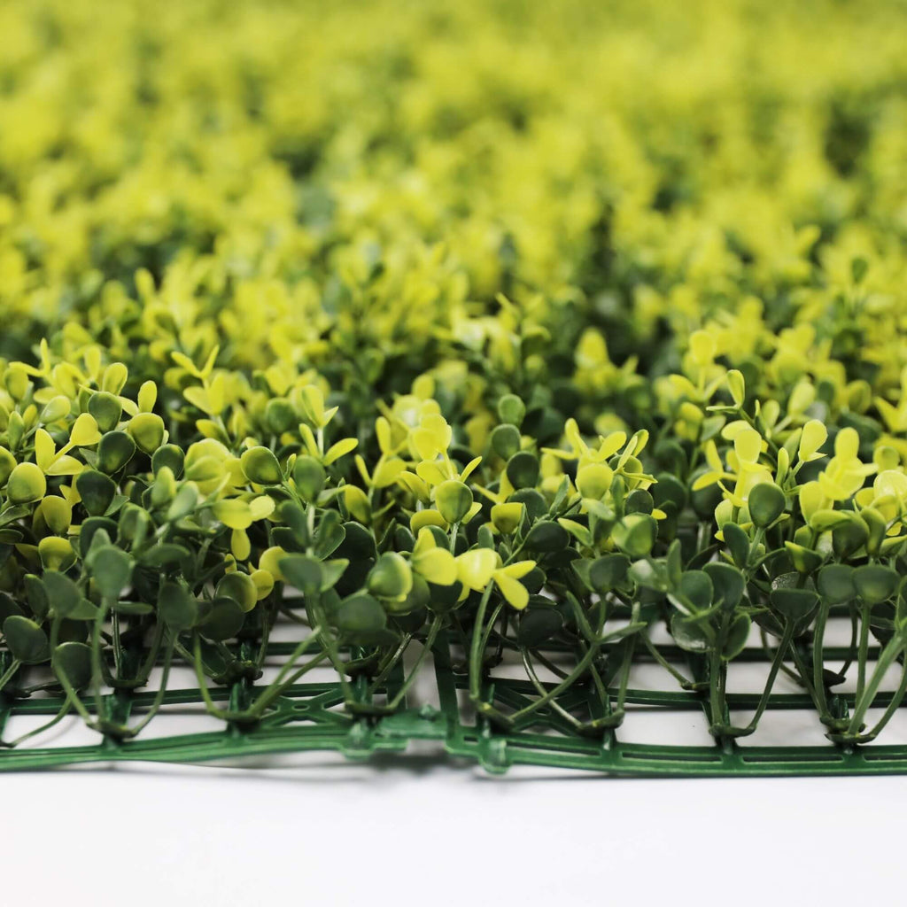 Yellow English Boxwood Artificial Vertical Garden Green Wall Panel 40×40in 11 SQ FT – UV Resistant – Commercial Grade